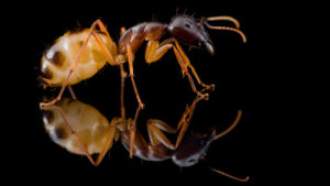 Camponotus sanctus soldier black background side shot right side