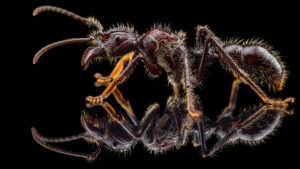 Queen Paraponera clavata, side shot on black background with mirror image, left side