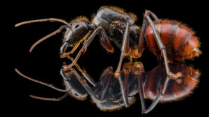 Dinomyrmex gigas queen side shot on black background with mirror image left side