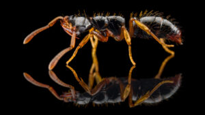 Thaumatomyrmex manni worker on black mirror background left side